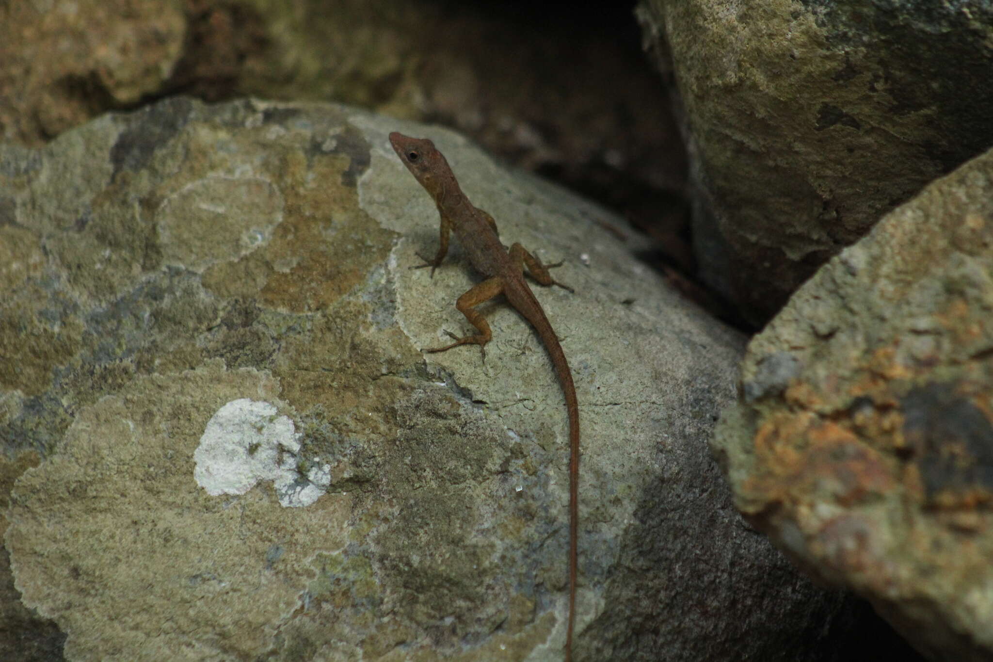 Image of Anguilla Bank Bush Anole