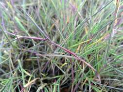 Image of bentgrass