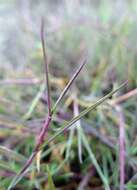 Image of bentgrass