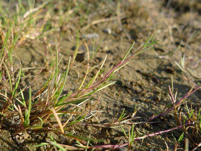Image of Creeping Alkali Grass