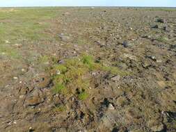 Image of Creeping Alkali Grass