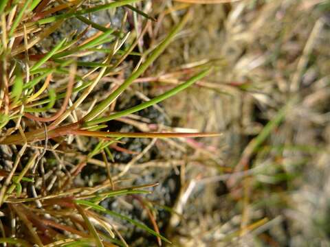 Image of Creeping Alkali Grass