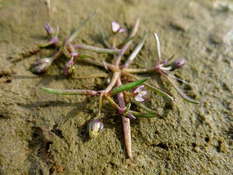 Image de Spergularia