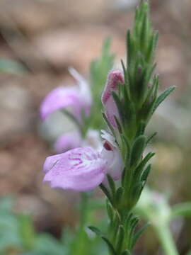 Image of Justicia adscendens R. Br.