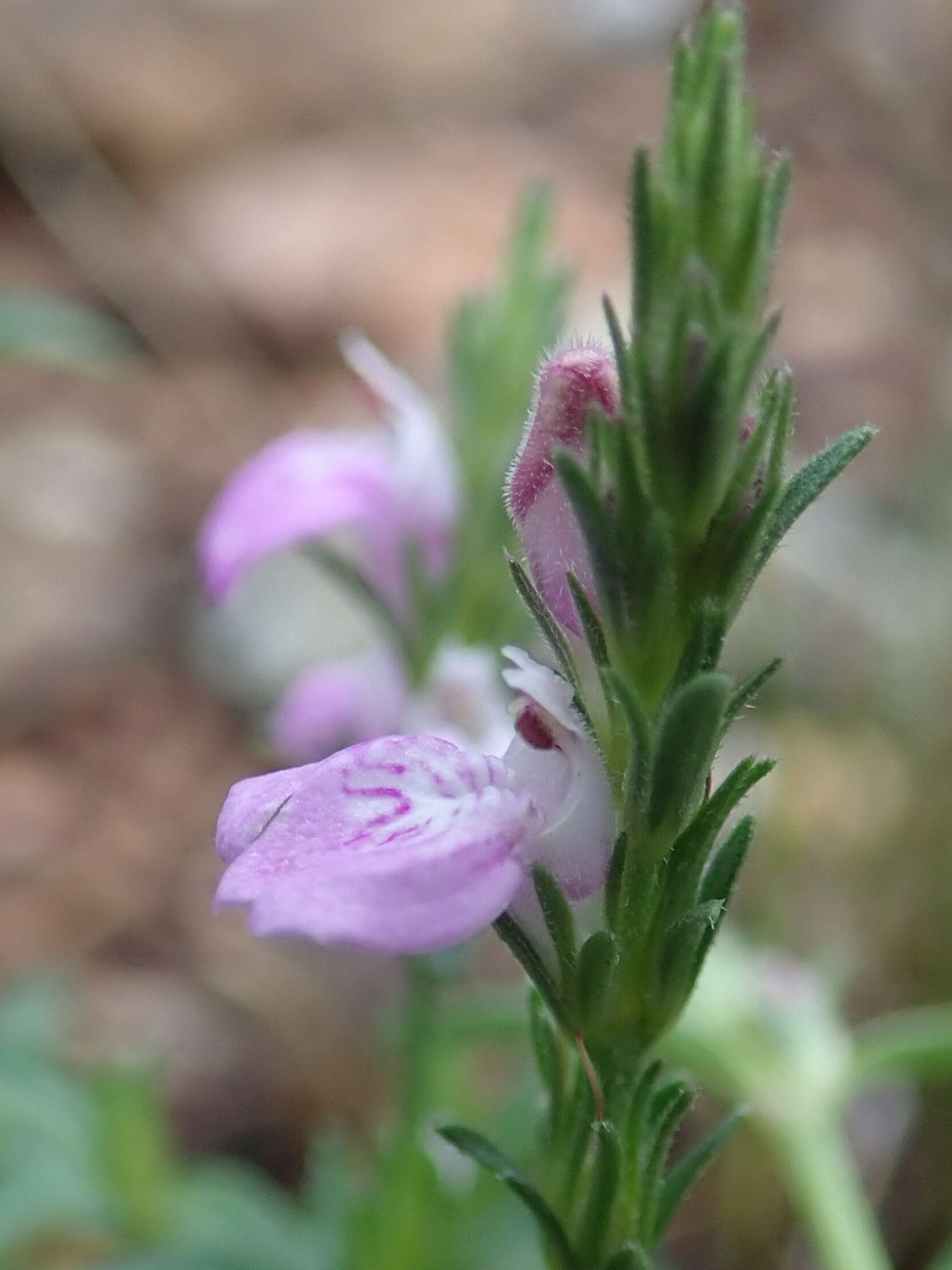 Image of Justicia adscendens subsp. adscendens