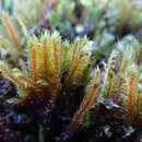 Image of spiral apple-moss