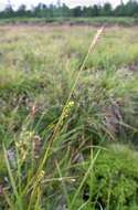 Image of Sheathed sedge