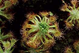 صورة Drosera nitidula Planch.