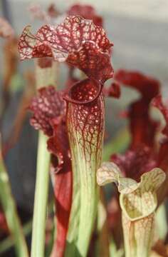 Image of pitcher plants