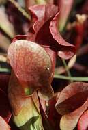 Image of pitcher plants