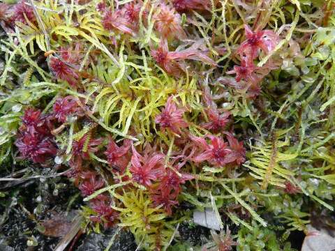 Image of helodium moss