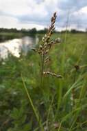 Image of Vernal Grasses