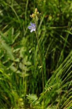 Image of tall Jacob's-ladder