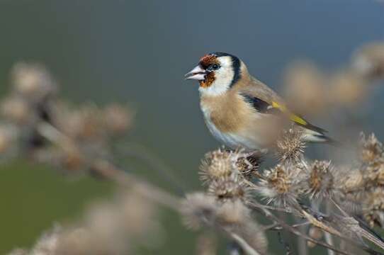 Image of Carduelis Brisson 1760