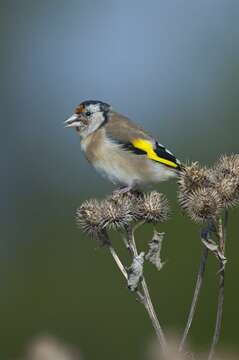 Image of Carduelis Brisson 1760