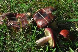 Image of Shrimp Mushroom