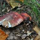 صورة Russula faginea Romagn. 1967