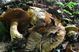 Image of Cortinarius olearioides Rob. Henry 1987