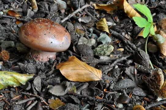 Image of Cortinarius rufo-olivaceus (Pers.) Fr. 1838