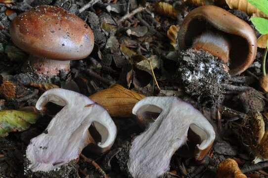 Image of Cortinarius rufo-olivaceus (Pers.) Fr. 1838