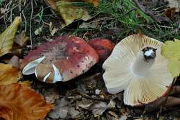 Sivun Russula faginea Romagn. 1967 kuva