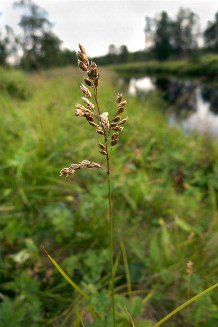Image of Vernal Grasses