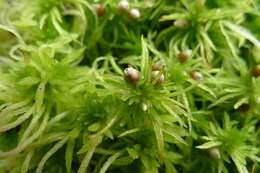 صورة Sphagnum fimbriatum Wilson ex J. D. Hooker 1847