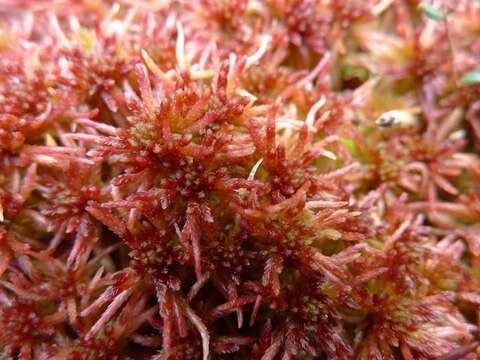 Слика од Sphagnum russowii Warnstorf 1886