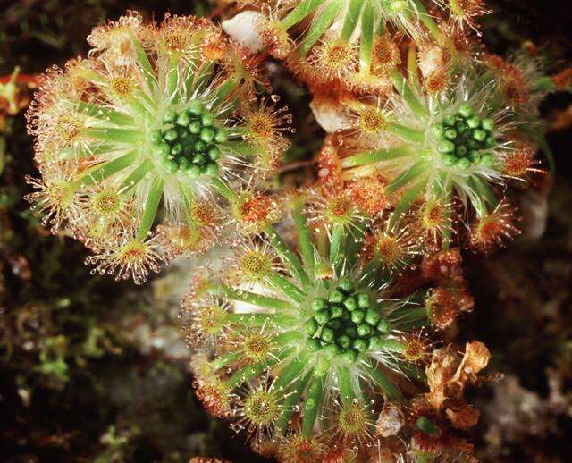 Image of Drosera paleacea DC.