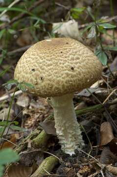 Image of Agaricus augustus Fr. 1838