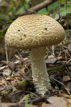 Image of Agaricus augustus Fr. 1838