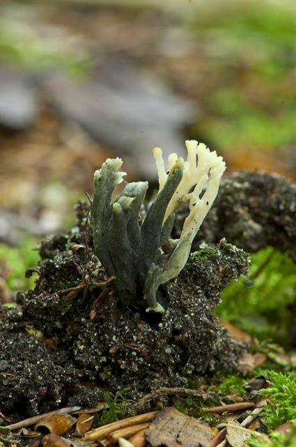 Image of Clavulinaceae