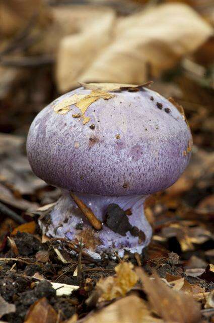 Imagem de Cortinarius sodagnitus Rob. Henry 1935