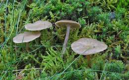 Image of Clitocybe amarescens Harmaja 1969