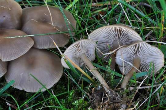 Image of Clitocybe amarescens Harmaja 1969