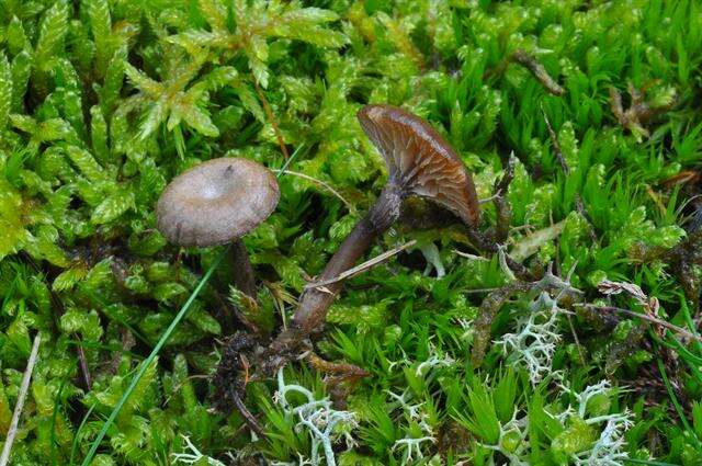 Image of Entoloma undatum (Gillet) M. M. Moser 1978