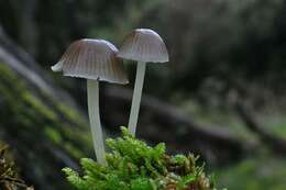 Image of Bonnet Mushroom