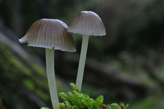 Image of Bonnet Mushroom