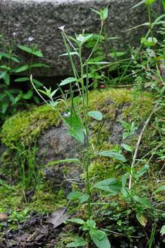 Imagem de Epilobium roseum Schreber