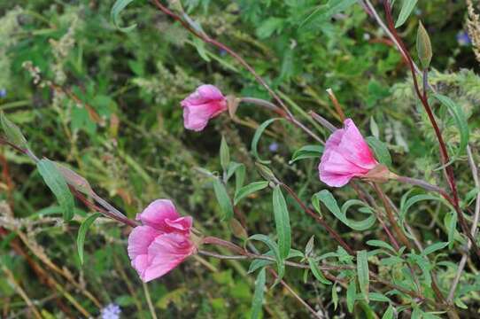 Image of ruby chalice clarkia