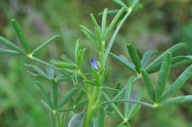 Image of Lupin