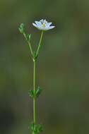 Image of knotted pearlwort