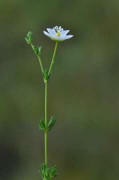 صورة Sagina nodosa subsp. borealis G. E. Crow