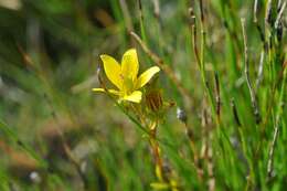 Image of Yellow Marsh Saxifrage