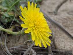 Image de Malacothrix incana (Nutt.) Torr. & A. Gray