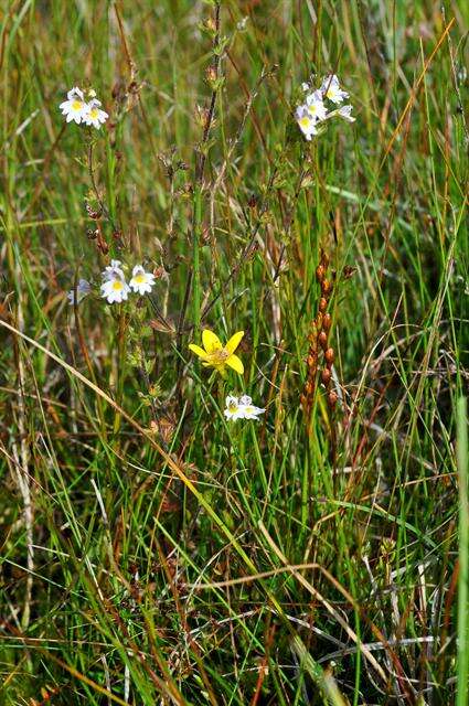 Image of Yellow Marsh Saxifrage