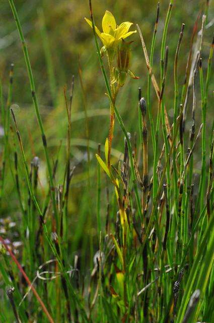 Saxifraga hirculus L. resmi