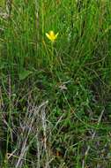 Saxifraga hirculus L. resmi