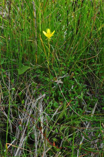 Image of Yellow Marsh Saxifrage