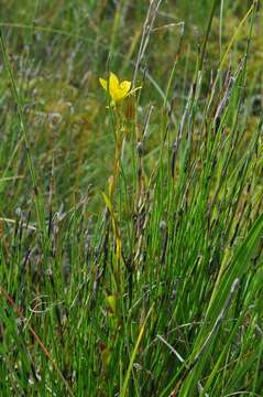 Слика од Saxifraga hirculus L.